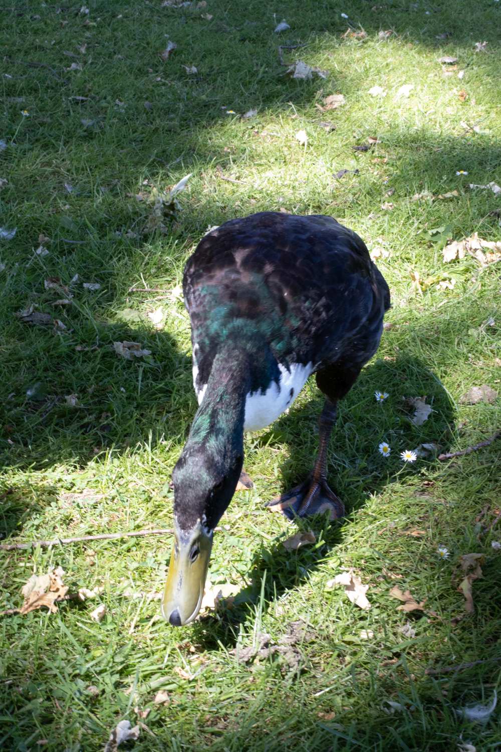 Long Duck Foraging Food
